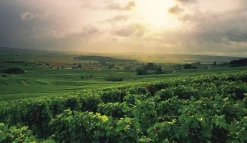 Bøger<Bøger Champagne - Wine of Kings and the King of Wines