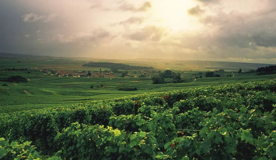 Bøger<Bøger Champagne - Wine of Kings and the King of Wines