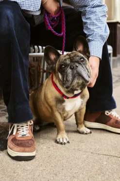 Til Boligens Kæledyr<Hay Dogs Collar Flat-M/L-Red, blue