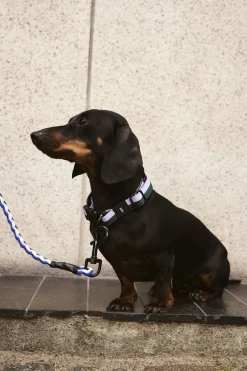 Til Boligens Kæledyr<Hay Dogs Collar Flat-S/M-Lavender,