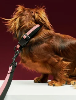Til Boligens Kæledyr<Hay Dogs Collar Flat-S/M-Pink, blac