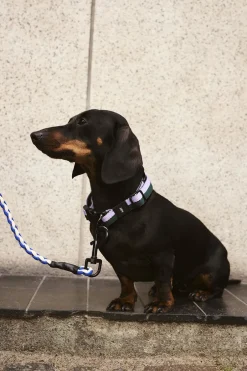 Til Boligens Kæledyr<Hay Dogs Leash-Braided-Blue, off-wh