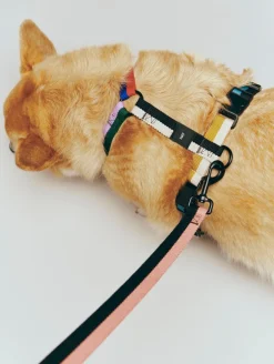Til Boligens Kæledyr<Hay Dogs Leash-Flat M/L-Pink, black
