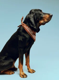 Til Boligens Kæledyr<Hay Dogs Scarf Recycled-55 x 55-B
