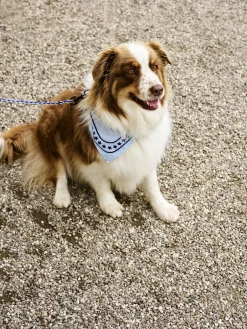 Til Boligens Kæledyr<Hay Dogs Scarf-55 x 55-Light blue