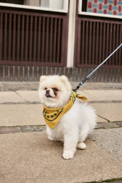 Til Boligens Kæledyr<Hay Dogs Scarf-55 x 55-Ochre