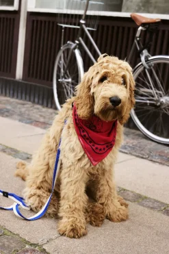 Til Boligens Kæledyr<Hay Dogs Scarf-55 x 55-Red