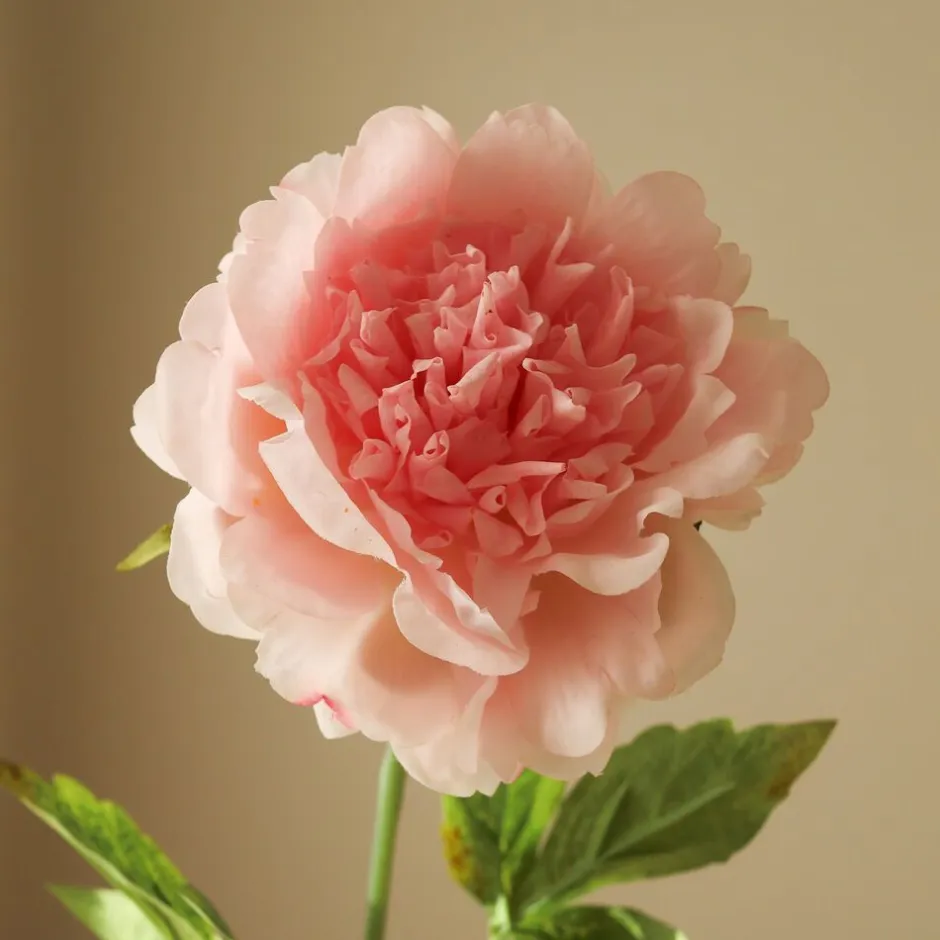 Kunstige Blomster & Træer<Botané Peony Flower