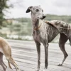 Til Boligens Kæledyr<OYOY Living Design Robin Hundehalsbånd - Ekstra Stor