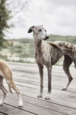 Til Boligens Kæledyr<OYOY Living Design Robin Hundehalsbånd - Ekstra Stor