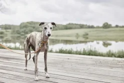 Til Boligens Kæledyr<OYOY Living Design Robin Hundehalsbånd - Ekstra Stor