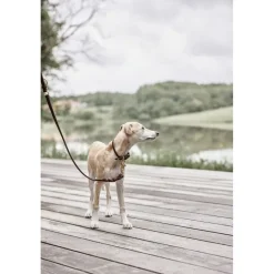 Til Boligens Kæledyr<OYOY Living Design Robin Hundehalsbånd - Lille