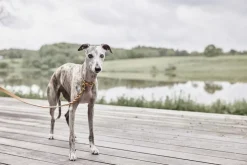 Til Boligens Kæledyr<OYOY Living Design Robin Hundehalsbånd - Lille