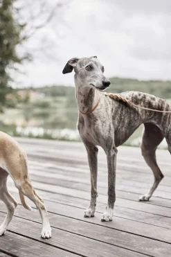 Til Boligens Kæledyr<OYOY Living Design Robin Hundehalsbånd - Medium