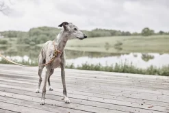 Til Boligens Kæledyr<OYOY Living Design Robin Hundehalsbånd - Medium