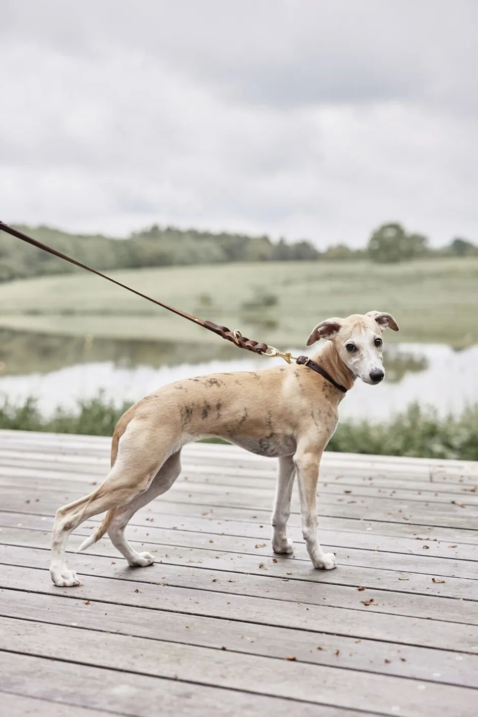 Til Boligens Kæledyr<OYOY Living Design Robin Hundehalsbånd - Stor