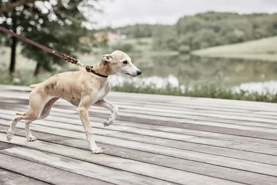 Til Boligens Kæledyr<OYOY Living Design Robin Hundehalsbånd - Stor
