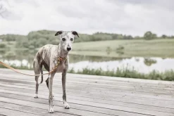 Til Boligens Kæledyr<OYOY Living Design Robin Hundehalsbånd - Stor