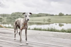 Til Boligens Kæledyr<OYOY Living Design Robin Hundesnor - M/L