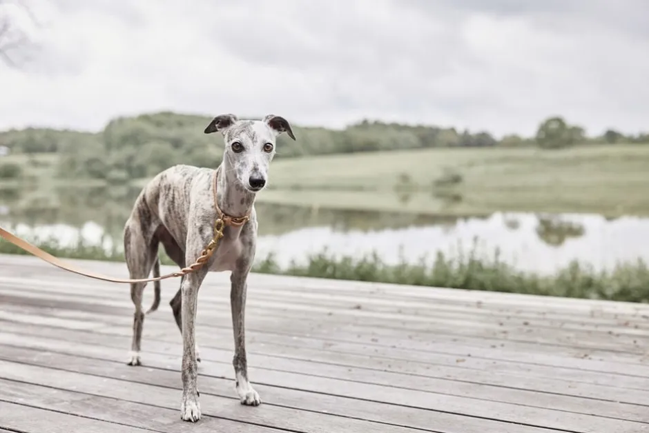 Til Boligens Kæledyr<OYOY Living Design Robin Hundesnor - M/L