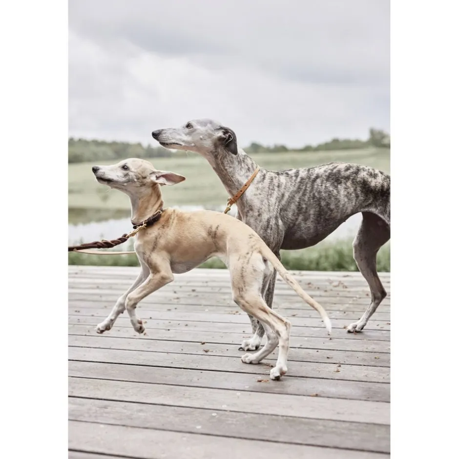 Til Boligens Kæledyr<OYOY Living Design Robin Hundesnor - M/L
