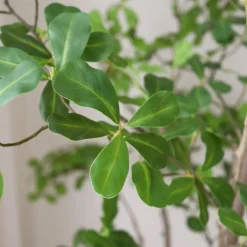 Kunstige Blomster & Træer<Botané Tropical Almond