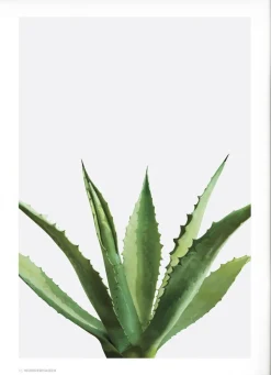Plakater & Rammer<Poster & Frame Wonderhagen - Agave plakat Gr&oslash;n